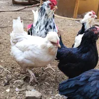 نیمچه،مرغ و خروس گلین،مرندی و گردن لخت|حیوانات مزرعه|ساوه, |دیوار