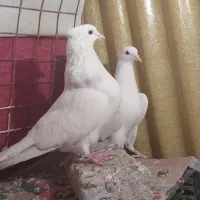 جفت طوقی با جوانه|پرنده|سرپل ذهاب, |دیوار