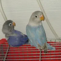 جوجه طوطی برزیلی