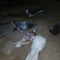 کبوتر سالم سرحال|پرنده|سجاس رود, |دیوار