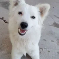سگ پاکوتاه