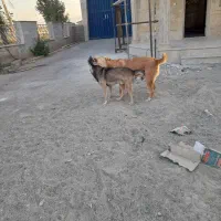 سگ نگهبان گم شده.|حیوانات|نظرآباد, نجم آباد|دیوار