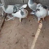 دو جفت بدرنگ فروشی