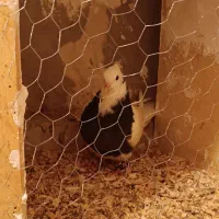 جوانه طوقی سیاه