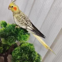 عروس هلندی|پرنده|اردبیل, |دیوار