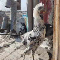 فروش مرغ هلندی و سلطان