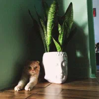 اسکاتیش فولد گلد ny|گربه|گرگان, |دیوار