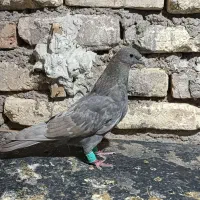 کبوتر بحرنی