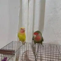 جفت طوطی برزیلی