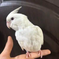 عروس هلندی البینو دستی چلوندنی|پرنده|شوش, |دیوار