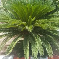 فروش برگ سیکاس