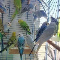 مرغ عشق|پرنده|قم, نیروگاه|دیوار