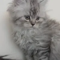 توله پرشین کلاسیک ماده 3 ماهه