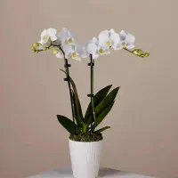 پرستار کودک وامورمنزل وآشپزی