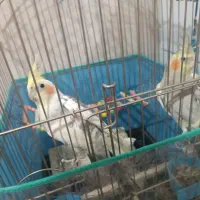 عروس هلندی|پرنده|بهار, |دیوار