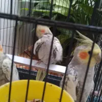 عروس هلندی، طوطی|پرنده|صحنه, |دیوار