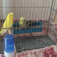 یه جفت مرغ عشق