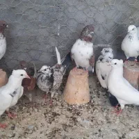 کبوتر تهرانی سرخ و....