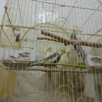 عروس هلندی|پرنده|بهبهان, |دیوار