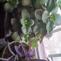 گل اپارتمانی|گل و گیاه طبیعی|مشهد, کلاکوب|دیوار