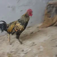 خروس