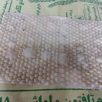 پخش نان لواش عمده سیاهکل کوچصفهان|عمده‌فروشی|سنگر, |دیوار