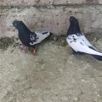 چند تا بهبهانی سینه