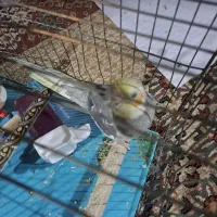 عروس هلندی  بچه سال فروشی