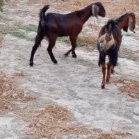 گیسه پاکستانی ابستن