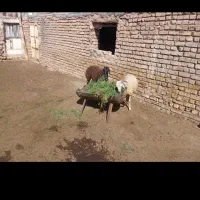 بره|حیوانات مزرعه|کاشان, مشکات|دیوار
