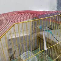 مرغ عشق ماده