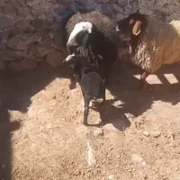 ۷ راس میش و بره