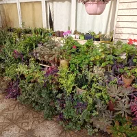 گلدان گل حیاط|گل و گیاه طبیعی|اصفهان, باغ دریاچه|دیوار