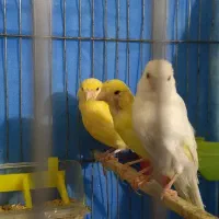 قناری ماده .آماده جفت 2عدد
