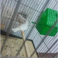 فنچ مولد نروماده