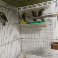 یاسمین سهره