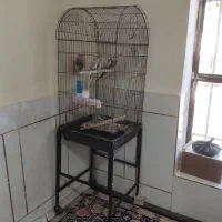 عروس هلندی|پرنده|شیراز, ده پیاله|دیوار