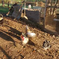 خروس گلین لری و مرندی  و محلی  و انواع دیگر