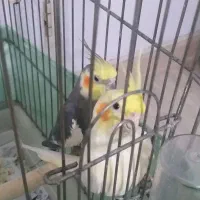یک جفت عروس هلندی، مولد|پرنده|ری, شهرری|دیوار