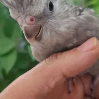 عروس هلندی ایزابلا