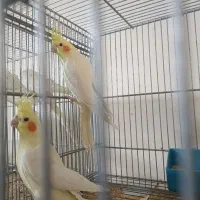 تعدادی عروس هلندی|پرنده|خمینیشهر, |دیوار