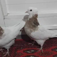 کبوترطوقی|پرنده|ماهیدشت, |دیوار