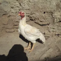 خروس لاری سفید تاج مهر|حیوانات مزرعه|بازرگان, |دیوار
