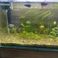 اکواریوم|ماهی|مشگین شهر, |دیوار