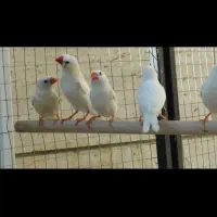 فنج سفید و آهویی|پرنده|کازرون, |دیوار