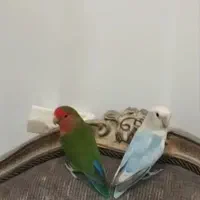 یه جفت نروماده کوتوله برزیلی