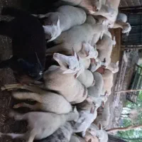 گوسفند لاکن میش وبره