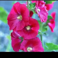 گل طبیعی ۷۵ شاخه ۲۴