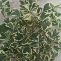 انواع گل و گیاه|گل و گیاه طبیعی|قم, چهل اختران|دیوار