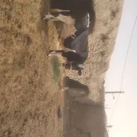 فروش گاو.